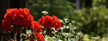 Los jardineros españoles se ponen de acuerdo: "El geranio no lleva bien ni la falta de agua ni el exceso de riego"