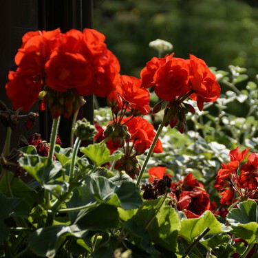Los jardineros españoles se ponen de acuerdo: "El geranio no lleva bien ni la falta de agua ni el exceso de riego"