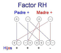 ¿Qué factor Rh heredará el bebé?