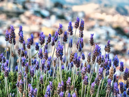Lavanda
