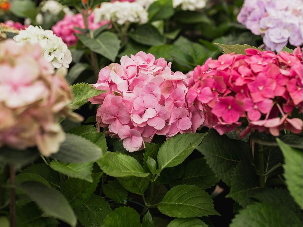 Los seis cuidados primaverales para que tu hortensia tenga más flores este verano