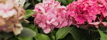 Los seis cuidados primaverales para que tu hortensia tenga más flores este verano 