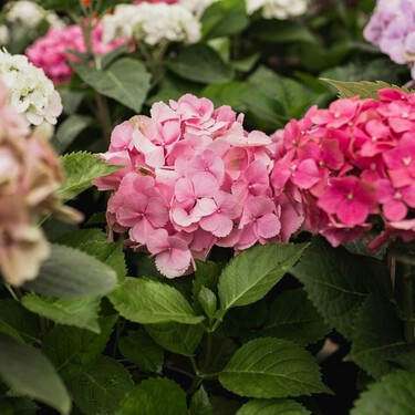 Los seis cuidados primaverales para que tu hortensia tenga más flores este verano 