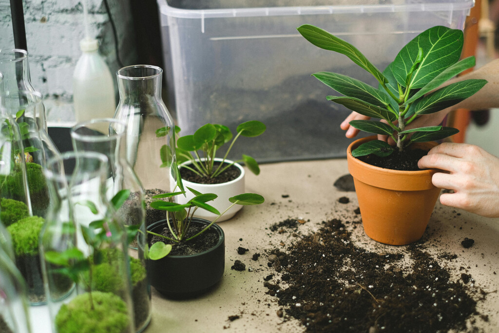 Estas son las diez plantas que tienes que multiplicar con esquejes en septiembre para ganar ventaja para el jardín del año próximo