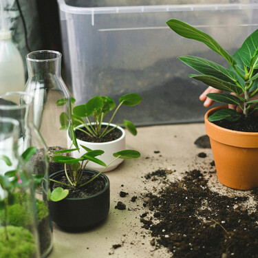 Estas son las diez plantas que tienes que multiplicar con esquejes en septiembre para ganar ventaja para el jardín del año próximo