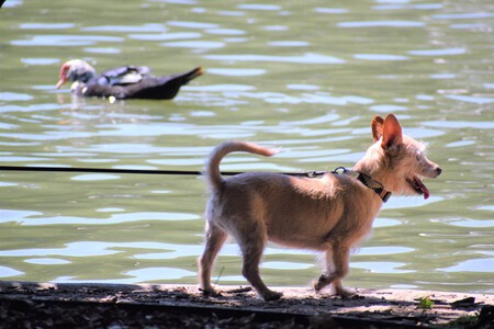 Cachorro Pasear Con Correa Trucos Fases