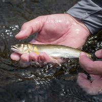 La catástrofe silenciosa de nuestros ríos: las poblaciones de peces migratorios se han desplomado un 81% desde 1970