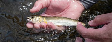 La catástrofe silenciosa de nuestros ríos: las poblaciones de peces migratorios se han desplomado un 81% desde 1970