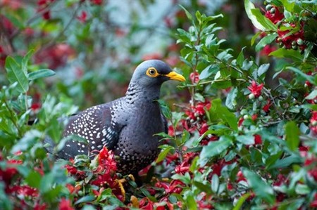 Las pájaros que viven en las ciudades prefieren mudarse a los barrios más ricos (también en Sudáfrica)