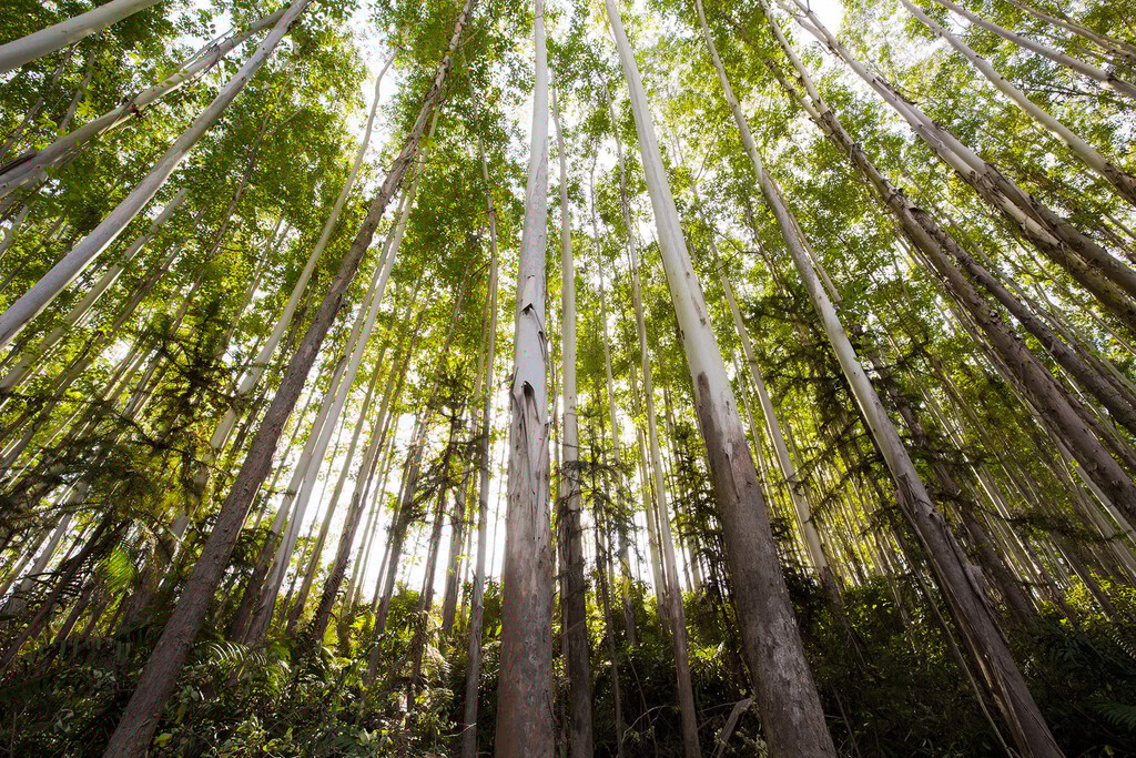 La batería más sostenible del planeta eliminaría la dependencia de China. La clave: los árboles de Finlandia 
