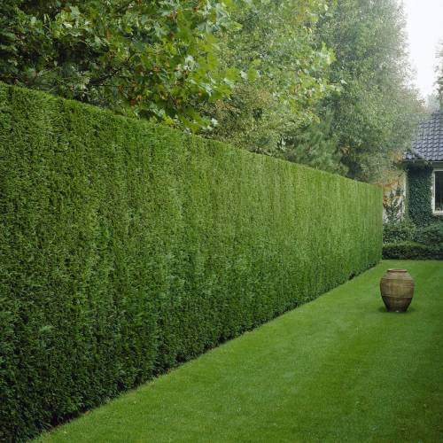 Ciprés Leylandii (Pack 12 und) de Viveros la Berrocosa en maceta M-10.5Altura aprox. 30cm