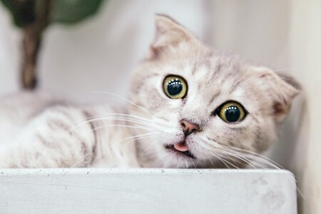 Munchkin Gato Detalle Critica
