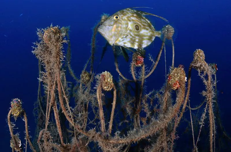 Foto de Denuncia ecológica (7/9)