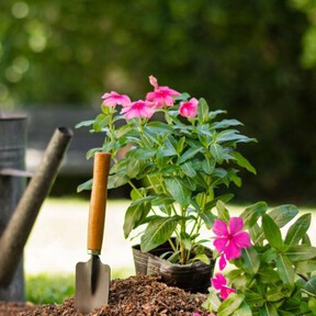 4 flores ideales para plantar antes de que termine el verano y tener resultados en otoño  