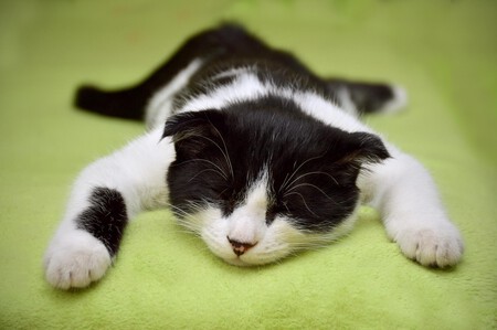 Epilepsia Gatos