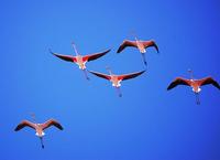 Avistamiento de aves en la provincia de Sevilla
