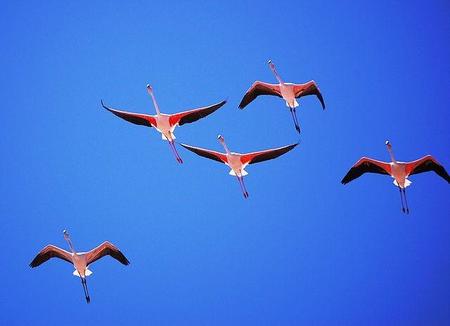 Avistamiento de aves en la provincia de Sevilla