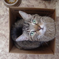 100 años después del nacimiento de la mecánica cuántica, le han dado el Nobel a la gente que mató al gato de Schrödinger