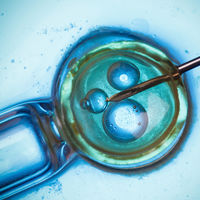 Los embriones autorreparan sus células alteradas desde su segundo día de vida y pueden convertirse en bebés sanos