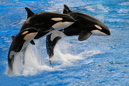 Una familia de orcas