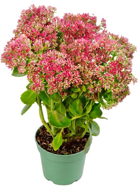 Sucuenta con flor Aldi
