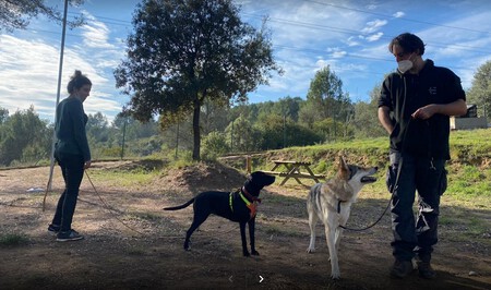 Trabajo Educador Canino Tras Coronavirus