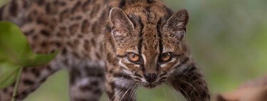 Te presentamos al adorable y diminuto tilcayo, la primera especie de gato totalmente nueva identificada en más de un siglo 