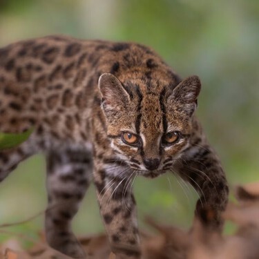 Te presentamos al adorable y diminuto tilcayo, la primera especie de gato totalmente nueva identificada en más de un siglo 