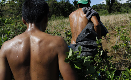 En Colombia, la coca triunfará sobre el café (o la miel) por una simple razón comercial