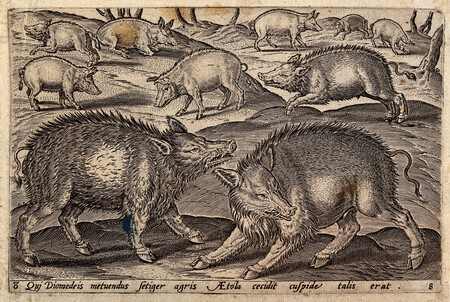 Un jabalí Sus Scrofa particularmente salvaje luchando con una bienvenida V0021488