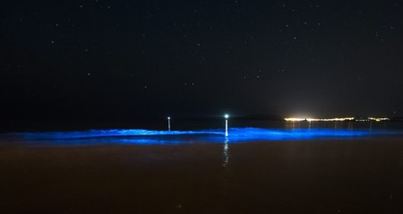 Cuando el mar luce de noche