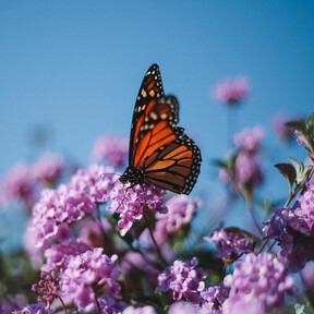 Las claves para tener un jardín polinizador y ayudar a mantener la biodiversidad y la supervivencia de los seres humanos