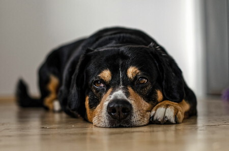 Un perro tumbado