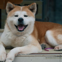Esperó a su dueño durante casi 10 años. Hoy Hachiko tiene un nuevo homenaje más cerca de México 