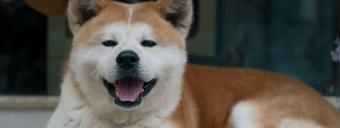 Esperó a su dueño durante casi 10 años. Hoy Hachiko tiene un nuevo homenaje más cerca de México 