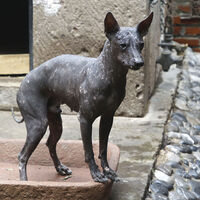 El perro más extraño del mundo viene directamente del inframundo y es una deidad en México: la historia del "xolotl"