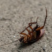 No es solo que las cucarachas puedan parecerte asquerosas. Según este estudio también son perjudiciales para la salud aunque no las veas