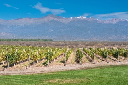 viñedos