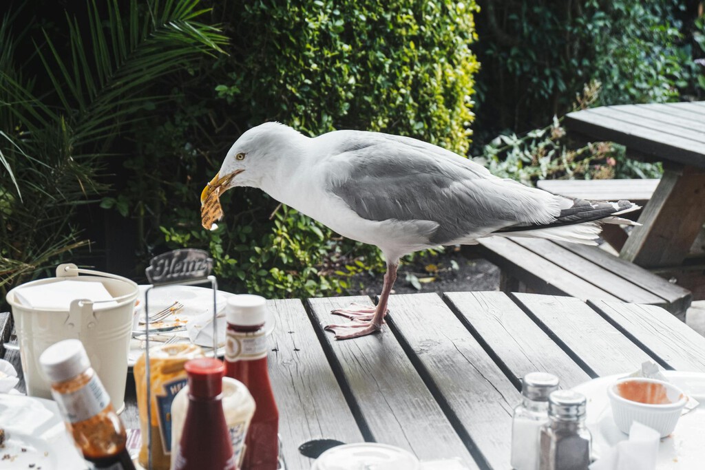 El sencillo truco barato para echar a los pájaros de tu terraza, ventana, patio o jardín 