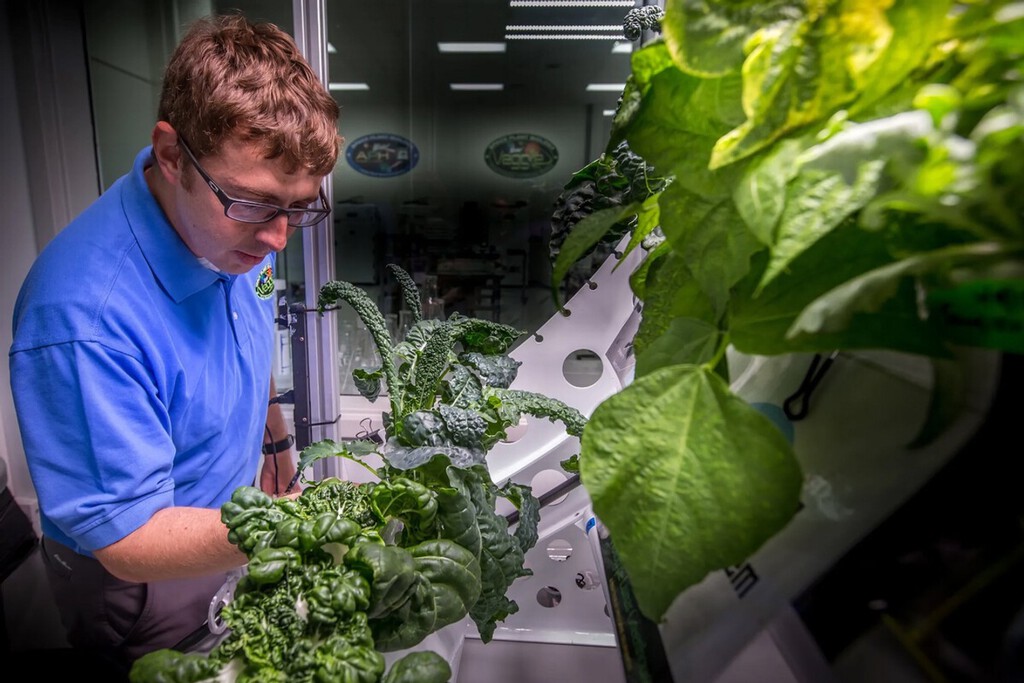 Llevamos años cultivando lechugas en el espacio. Ahora hemos descubierto que son más propensas a enfermarnos 