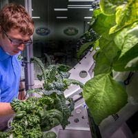 Llevamos años cultivando lechugas en el espacio. Ahora hemos descubierto que son más propensas a enfermarnos 