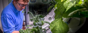 Llevamos años cultivando lechugas en el espacio. Ahora hemos descubierto que son más propensas a enfermarnos 