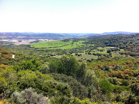 La última selva europea