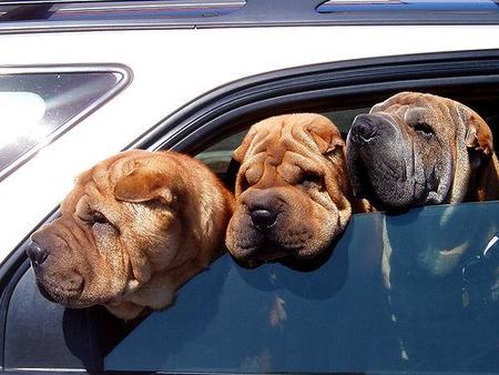 Consejos para viajar con tu mascota en el coche