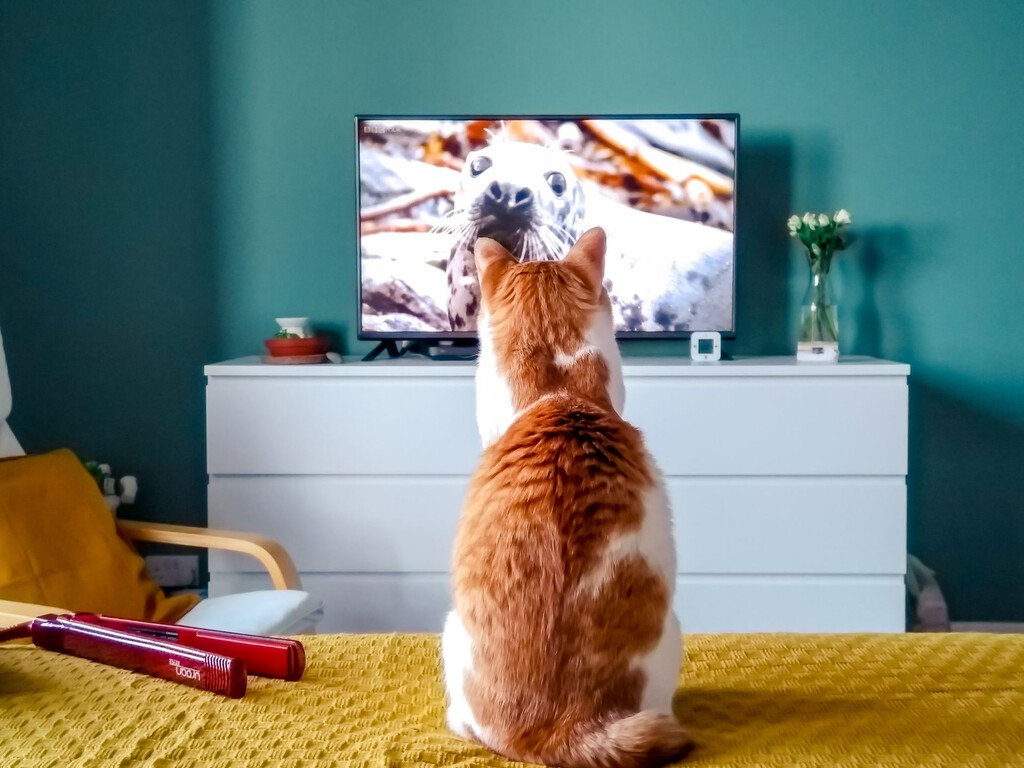 Antes de conectar la Smart TV por cable Ethernet, conviene mirar un detalle: el WiFi puede ser bastante más rápido
