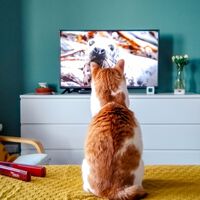 Antes de conectar la Smart TV por cable Ethernet, conviene mirar un detalle: el WiFi puede ser bastante más rápido