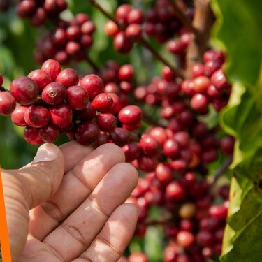 Cómo llegar y qué visitar en Coatepec, el Pueblo Mágico de Veracruz conocido como la ‘Capital del Café