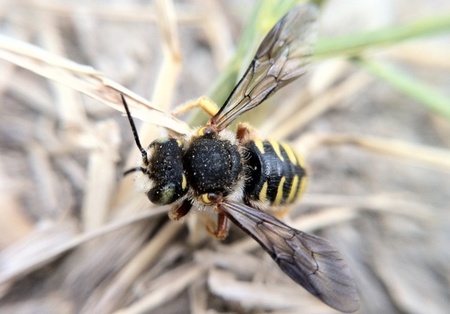 Cuatro consejos para sacar mejores fotos macro con el móvil