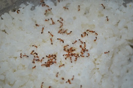 hormigas