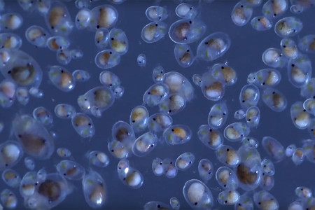 En búsqueda de capturar en imágenes los camarones bioluminiscentes de Japón